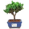 bonsai_procumbens_2_anos_20_cm_14377_1_7516d0518fab8fc8aa4a2f139fca129d