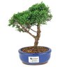 bonsai_shimpaku_2_anos_20_cm_14383_1_8c8912b66f8e2a2c12742ca56eda366e