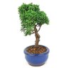 bonsai_shimpaku_2_anos_20_cm_14383_2_dfbfeed044d321f58357a775581e0543