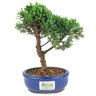 bonsai_shimpaku_2_anos_20_cm_14383_3_4447ce4f9879ac529664dc25801bfcb6