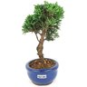 bonsai_shimpaku_2_anos_20_cm_14383_4_84dca9cfb7ccdbd2dd6105c734db7c89