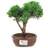 bonsai_shimpaku_2_anos_19_cm_14385_1_407e43198bbc90580d184f668715e2bf