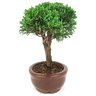 bonsai_shimpaku_2_anos_19_cm_14385_2_839ec019b809e7be29dc9c73a13cd321