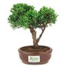 bonsai_shimpaku_2_anos_19_cm_14385_3_e1836db7e2d26ef0d0319cbd1e5b9b0b
