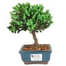 bonsai_procumbens_2_anos_19_cm_14397_1_44bacb2b30aadb4f814caee3d14ec06f