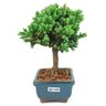 bonsai_procumbens_2_anos_19_cm_14397_2_3fa44168332e3713ea13d7bdcc520302