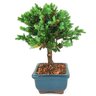 bonsai_procumbens_2_anos_19_cm_14397_4_9a2423a879597606a86e7e3e28d7b71f