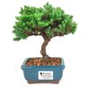 bonsai_procumbens_2_anos_18_cm_14399_1_71c4b3057ecdcea4029d502d6ca55561