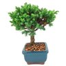 bonsai_procumbens_2_anos_18_cm_14399_2_61905bd6bdd6610913e1d835e211b9ad