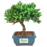 bonsai_procumbens_2_anos_18_cm_14399_3_487cb24cf3c7bafab98c9bde959997fa