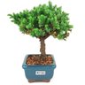 bonsai_procumbens_2_anos_18_cm_14399_4_2d2df4528342d7de52a7051aac01cde0