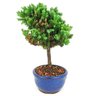 bonsai_procumbens_2_anos_22_cm_14405_2_0050e06acc9fea18c486b4ea8e91e666