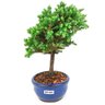 bonsai_procumbens_2_anos_22_cm_14405_4_d948fc97ccc89a1900941b4b09a1d95d