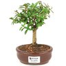 bonsai_mini_goiaba_2_anos_19_cm_14409_1_cf328cbb0c9c621e174f537823c23e5a