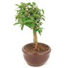 bonsai_mini_goiaba_2_anos_19_cm_14409_2_e0eec0a0207cc1e426324b663261e0e5