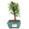 bonsai_mini_goiaba_2_anos_21_cm_14411_1_c4f51cd581a9042b7478bcd3020b0765