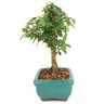 bonsai_mini_goiaba_2_anos_21_cm_14411_2_cfcedd7bc0038b323f4bbcad21333e5d