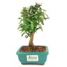 bonsai_mini_goiaba_2_anos_21_cm_14411_3_83a83f19904510600f9be3249d1bbe4a
