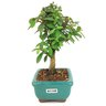 bonsai_mini_goiaba_2_anos_21_cm_14411_4_6e56458cdd6e7ccf6306c0bfd2041c31