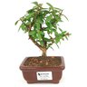 bonsai_mini_goiaba_2_anos_18_cm_14413_1_d92c2b132b0a2e202f7d36904e3173d8