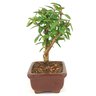 bonsai_mini_goiaba_2_anos_18_cm_14413_2_647efe9475f96cd69620698511bf8c14