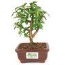 bonsai_mini_goiaba_2_anos_18_cm_14413_3_0bc43d2f664beeed21718e257d1e2d8e
