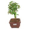 bonsai_mini_goiaba_2_anos_18_cm_14413_4_7a0892de692894bdc60733ae16e38e80