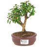 bonsai_mini_goiaba_2_anos_19_cm_14415_1_c8aaf5c54a2a0616ce465f4ecccb1414