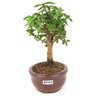 bonsai_mini_goiaba_2_anos_19_cm_14415_2_776244455b428a8afcb77d0a3a0a9ccb