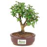 bonsai_mini_goiaba_2_anos_19_cm_14415_3_13c18d24d92e6eb39b83bca73edc9391