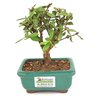 bonsai_mini_goiaba_2_anos_16_cm_14417_3_85c8418f9f0d5902bc92c4a04ca03c6f