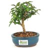 bonsai_mini_goiaba_2_anos_17_cm_14419_1_54801f8f1618a31fe33f9e3e4aa8e283