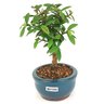 bonsai_mini_goiaba_2_anos_17_cm_14419_2_a3c4b91a806e3d58c2d45b126e9f5d5a