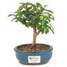 bonsai_mini_goiaba_2_anos_17_cm_14419_3_97a96288ebe6bf3538e65a3f19b944d2