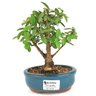 bonsai_mini_goiaba_2_anos_19_cm_14421_1_369c6c21ab9fa0892ad71437f3f50386