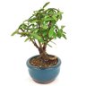 bonsai_mini_goiaba_2_anos_19_cm_14421_2_590e14eb83d70c57f1b8b6f359e311c1
