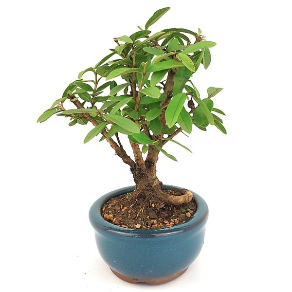 bonsai_mini_goiaba_2_anos_19_cm_14421_2_590e14eb83d70c57f1b8b6f359e311c1