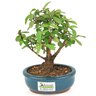 bonsai_mini_goiaba_2_anos_19_cm_14421_3_19c3a8c25aacee352b72eb583323dab7
