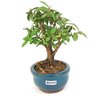 bonsai_mini_goiaba_2_anos_19_cm_14421_4_1fc15822cb83a2580f3d121a535a420c