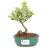 bonsai_piracanta_variegata_2_anos_20_cm_14431_1_af8da56274cff46df2018ca76b4d9ab7