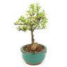 bonsai_piracanta_variegata_2_anos_20_cm_14431_2_14dacfc82e55b7cca0a9a1f447c001e5