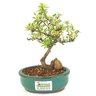 bonsai_piracanta_variegata_2_anos_20_cm_14431_3_fecfb9bbc7c1e10b2c576eb93395734e