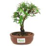 bonsai_caliandra_rosa_2_anos_20cm_14433_1_f42abd155b772d0e585f344ea196315e