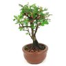 bonsai_caliandra_rosa_2_anos_20cm_14433_2_b1dc6d6da580b5506437e146f246234b