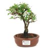 bonsai_caliandra_rosa_2_anos_20cm_14433_3_5a473bd88fef19ee224b2c458ad148b9