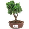 bonsai_shimpaku_2_anos_20_cm_14439_1_aaf61078fafc859392e02683f1161ef2