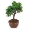 bonsai_shimpaku_2_anos_20_cm_14439_2_11215ee763b09fa263043dbb38e8236f