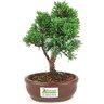 bonsai_shimpaku_2_anos_20_cm_14439_3_b0183c44eff81a7aa7140b965e41222d