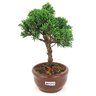 bonsai_shimpaku_2_anos_20_cm_14439_4_4eee55c72b7acf1e9cccff268cd31d73