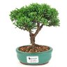 bonsai_shimpaku_2_anos_18_cm_14441_1_2c3ba45ded1e1a7eb11a0764b8bd48b9
